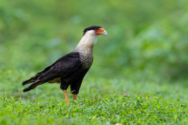 Armalı Caracara Caracara planküsü (ayrıca Meksikalı kartal olarak da bilinir), doğada yaşayan yırtıcı bir kuş türüdür. Kosta Rika 'da kuş gözlemciliği. Doğadan vahşi yaşam sahnesi. 