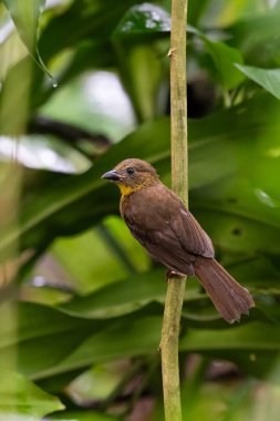 The red-throated ant tanager Driophlox fuscicauda is a medium-sized passerine bird. Bird in the nature habitat. Birdwatching in Costa Rica. Wildlife scene from nature. clipart