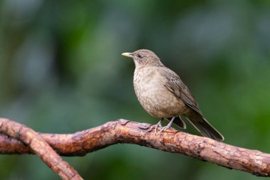 Kil renkli ardıç kuşu Turdus grayi, ardıç kuşu familyası Turdidae. Diğer yaygın isimler kil renkli Robin 'dir. Doğadaki kuş yuvası. Kosta Rika 'da kuş gözlemciliği. Doğadan vahşi yaşam sahnesi.