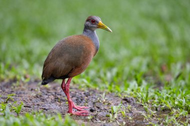 Gri inekli ahşap korkuluk veya gri boyunlu odun demiryolu Aramides cajaneus Rallidae familyasından bir kuş türüdür. Doğadaki kuş yuvası. Kosta Rika 'da kuş gözlemciliği. Doğadan vahşi yaşam sahnesi.