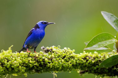 Kırmızı bacaklı bal sürüngeni Cyanerpes cyaneus, Thraupidae familyasından bir kuş türü. Doğanın doğal ortamında mavi kuş. Kosta Rika 'da kuş gözlemciliği. Doğadan vahşi yaşam sahnesi.