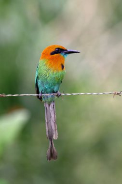 The broad-billed motmot Electron platyrhynchum is a fairly common Central American bird of the Momotidae family, in the nature habitat. Birdwatching in Costa Rica. Wildlife scene from nature.  clipart