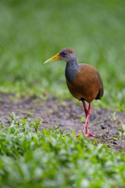 The grey-cowled wood rail or grey-necked wood rail Aramides cajaneus is a species of bird in the family Rallidae. Bird in the nature habitat. Birdwatching in Costa Rica. Wildlife scene from nature. clipart