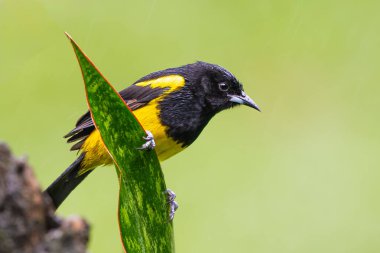 Kara inekli oriole Icterus prosthemelas, Icteridae familyasından bir kuş türü. Doğadaki kuş, sağanak yağmur. Kosta Rika 'da kuş gözlemciliği. Doğadan vahşi yaşam sahnesi.