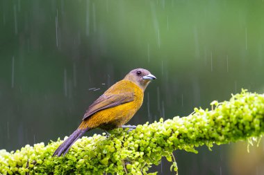 Kırmızı popolu tangacı Ramphocelus passerinii orta büyüklükte bir kuş türüdür. Burada, doğa habitatında, dalın üzerinde oturuyor. Kosta Rika 'da kuş gözlemciliği. Doğadan vahşi yaşam sahnesi. 
