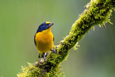 Sarı boğazlı Euphonia hirundinacea, Fringillidae familyasından ötücü bir kuş türüdür. Doğa habitatındaki kuş, yağmurda. Kosta Rika 'da kuş gözlemciliği. Doğadan vahşi yaşam sahnesi.