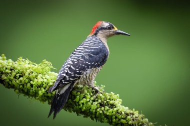 Siyah yanaklı ağaçkakan, Melanerpes bucherani, Picinae alt familyasındaki kuş, doğa habitatında. Kosta Rika 'da kuş gözlemciliği. Doğadan vahşi yaşam sahnesi. 