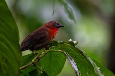 Kırmızı boğazlı karınca tangası Driophlox fuscicauda orta büyüklükte, doğal ortamdaki bir kuştur. Dalda duran bir tanjant. Kosta Rika 'da kuş gözlemciliği. Doğadan vahşi yaşam sahnesi.