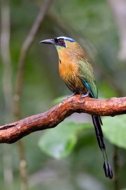 Ders motmot Momotus ders ii ya da mavi-diadetli motmot doğa habitat, dal üzerinde oturan. Kosta Rika 'da kuş gözlemciliği. Doğadan vahşi yaşam sahnesi.