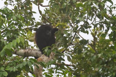 The mantled howler Alouatta palliata is a species of howler monkey, a type of New World monkey in the nature habitat. Animal watching in Costa Rica. Wildlife scene from nature.  clipart