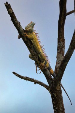 Yeşil iguana, iguanagiller (Iguana) familyasından büyük, ağaçsı ve çoğunlukla otçul bir kertenkele türü. Doğadaki kertenkele. Kosta Rika 'da hayvanlar izliyor. Doğadan vahşi yaşam sahnesi.