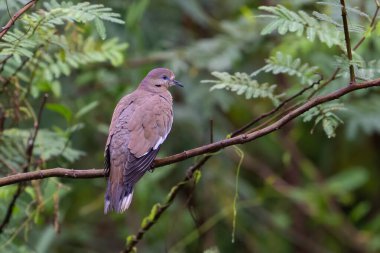 Beyaz kanatlı güvercin, Zenaida asiatica, ABD 'nin güneybatısında, Meksika' da, Orta Amerika 'da ve Karayipler' de yaşayan bir güvercindir. Kosta Rika 'da kuş gözlemciliği. Doğadan vahşi yaşam sahnesi.