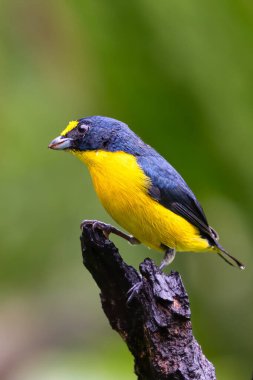 Sarı boğazlı Euphonia hirundinacea, Fringillidae familyasından ötücü bir kuş türüdür. Doğa habitatındaki kuş, yağmurda. Kosta Rika 'da kuş gözlemciliği. Doğadan vahşi yaşam sahnesi.