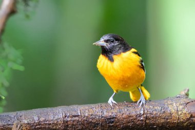 Baltimore Oriole, Icterus Galbula. Doğadaki kuş yuvası. Kosta Rika 'da kuş gözlemciliği. Doğadan vahşi yaşam sahnesi.