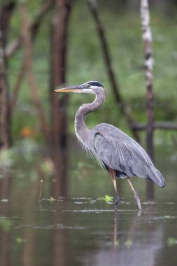 Büyük mavi balıkçıl Ardea herodias balıkçılgiller (Ardeidae) familyasından bir kuş türü. Doğadaki kuş yuvası. Kosta Rika 'da kuş gözlemciliği. Doğadan vahşi yaşam sahnesi.