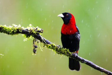 Kırmızı yakalı tangacı Ramphocelus sanguinolentus oldukça küçük bir Orta Amerika ötücü kuşudur. Doğadaki kuş, sağanak yağmur. Kosta Rika 'da kuş gözlemciliği. Doğadan vahşi yaşam sahnesi.