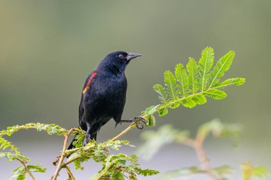 Kırmızı kanatlı karatavuk Agelaius phoeniceus, Icteridae familyasından bir kuş türü. Doğadaki kuş yuvası. Kosta Rika 'da kuş gözlemciliği. Doğadan vahşi yaşam sahnesi.