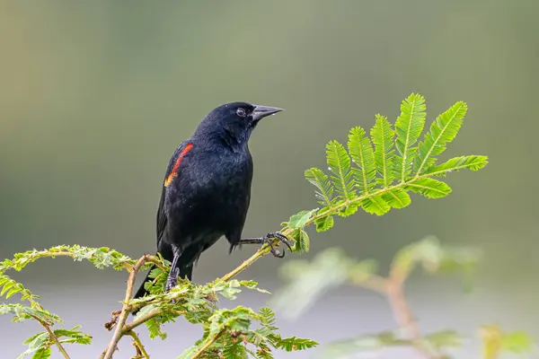 Kırmızı kanatlı karatavuk Agelaius phoeniceus, Icteridae familyasından bir kuş türü. Doğadaki kuş yuvası. Kosta Rika 'da kuş gözlemciliği. Doğadan vahşi yaşam sahnesi.