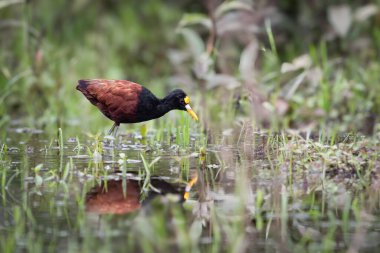 Kuzey Jacana, Jacana spinosa bir balıkçı teknesidir ve sulak arazi kuşları grubunun üyesidir. Doğadaki kuş yuvası. Kosta Rika 'da kuş gözlemciliği. Doğadan vahşi yaşam sahnesi.