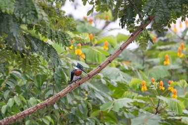 Amazon Kingfisher, Cerylinae familyasından Alcedinidae familyasından bir balıkçı türüdür. Doğadaki kuş yuvası. Kosta Rika 'da kuş gözlemciliği. Doğadan vahşi yaşam sahnesi.
