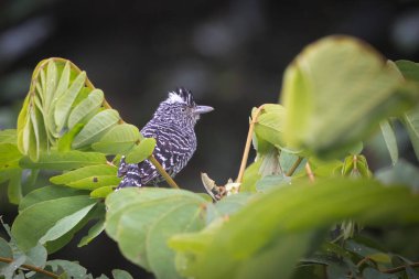 Thamnophilus doliatus, Thamnophilidae familyasından Thamnophilinae familyasından bir kuş türü. Kosta Rika 'da kuş gözlemciliği. Doğadan vahşi yaşam sahnesi. 