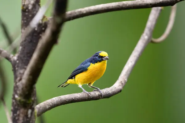 Sarı boğazlı Euphonia hirundinacea, Fringillidae familyasından ötücü bir kuş türüdür. Doğa habitatındaki kuş, yağmurda. Kosta Rika 'da kuş gözlemciliği. Doğadan vahşi yaşam sahnesi.