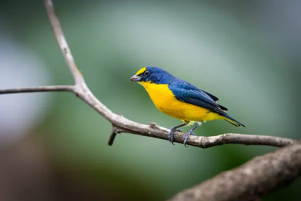 Sarı boğazlı Euphonia hirundinacea, Fringillidae familyasından ötücü bir kuş türüdür. Doğa habitatındaki kuş, yağmurda. Kosta Rika 'da kuş gözlemciliği. Doğadan vahşi yaşam sahnesi.