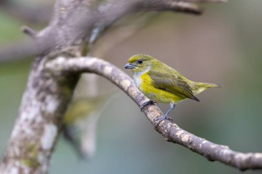 Sarı boğazlı Euphonia hirundinacea, Fringillidae familyasından ötücü bir kuş türüdür. Doğa habitatındaki kuş, yağmurda. Kosta Rika 'da kuş gözlemciliği. Doğadan vahşi yaşam sahnesi.