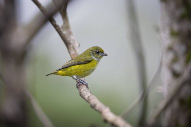 Sarı boğazlı Euphonia hirundinacea, Fringillidae familyasından ötücü bir kuş türüdür. Doğa habitatındaki kuş, yağmurda. Kosta Rika 'da kuş gözlemciliği. Doğadan vahşi yaşam sahnesi.