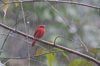 Piranga rubra, Summer Tanager, doğal ortamında kırmızı kuş. Dalda duran bir tanjant. Kosta Rika 'da kuş gözlemciliği. Doğadan vahşi yaşam sahnesi.