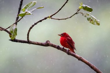 Piranga rubra, Summer Tanager, doğal ortamında kırmızı kuş. Dalda duran bir tanjant. Kosta Rika 'da kuş gözlemciliği. Doğadan vahşi yaşam sahnesi.