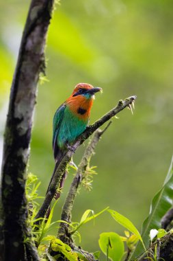 Geniş gagalı motmot Electron platyrhynchum, Momotidae familyasından bir kuş türü. Kosta Rika 'da kuş gözlemciliği. Doğadan vahşi yaşam sahnesi. 