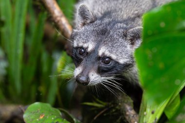 The raccoon, Procyon lotor, is a mammal native to North and Central America. Animal in the nature habitat. Animal watching in Costa Rica. Wildlife scene from nature.