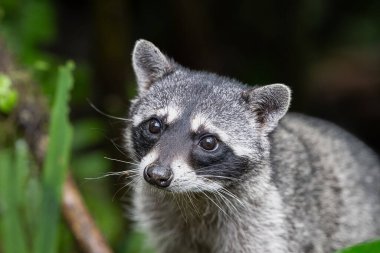 The raccoon, Procyon lotor, is a mammal native to North and Central America. Animal in the nature habitat. Animal watching in Costa Rica. Wildlife scene from nature.