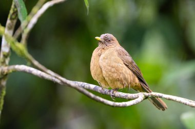 The mountain thrush Turdus plebejus is a large thrush which is found in Central America. Bird in the nature habitat, heavy rain. Birdwatching in Costa Rica. Wildlife scene from nature.
