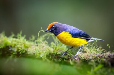 The tawny-capped euphonia Euphonia anneae is a species of bird in the family Fringillidae. Bird in the nature habitat. Birdwatching in Costa Rica. Wildlife scene from nature.