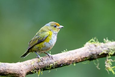Tawny-capped euphonia Euphonia anneae, Fringillida familyasından bir kuş türü. Doğadaki kuş yuvası. Kosta Rika 'da kuş gözlemciliği. Doğadan vahşi yaşam sahnesi. 