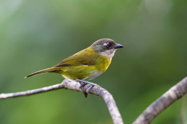 Yaygın klorospingus chlorospingus flavopectus olarak da bilinir. Doğadaki kuş yuvası. Kosta Rika 'da kuş gözlemciliği. Doğadan vahşi yaşam sahnesi.