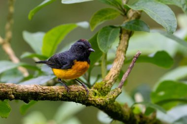 Kırmızıboğaz beyazlatıcı, tahta boğazlı kızılağaç ya da boğaz kesen beyaz Myioborus minyatürü. Doğadaki kuş yuvası. Kosta Rika 'da kuş gözlemciliği. Doğadan vahşi yaşam sahnesi.