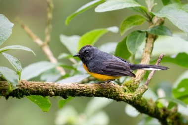 Kırmızıboğaz beyazlatıcı, tahta boğazlı kızılağaç ya da boğaz kesen beyaz Myioborus minyatürü. Doğadaki kuş yuvası. Kosta Rika 'da kuş gözlemciliği. Doğadan vahşi yaşam sahnesi.