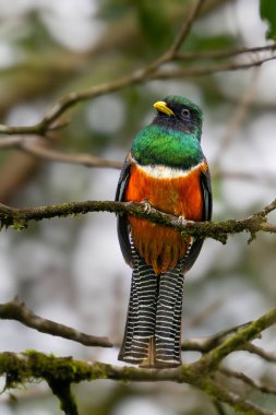 Yakalı trogon yaka, Trogonidae familyasından bir kuş türü. Kosta Rika 'da kuş gözlemciliği. Doğadan vahşi yaşam sahnesi.