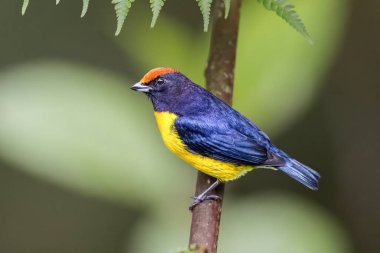 The tawny-capped euphonia Euphonia anneae is a species of bird in the family Fringillidae. Bird in the nature habitat. Birdwatching in Costa Rica. Wildlife scene from nature.