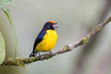 The tawny-capped euphonia Euphonia anneae is a species of bird in the family Fringillidae. Bird in the nature habitat. Birdwatching in Costa Rica. Wildlife scene from nature.