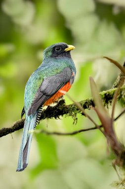 Yakalı trogon yaka, Trogonidae familyasından bir kuş türü. Kosta Rika 'da kuş gözlemciliği. Doğadan vahşi yaşam sahnesi.