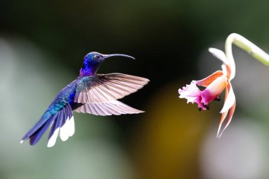 Campylopterus hemileucurus, doğa habitatında menekşe kanat, uçuyor. Kosta Rika 'da kuş gözlemciliği. Doğadan vahşi yaşam sahnesi.