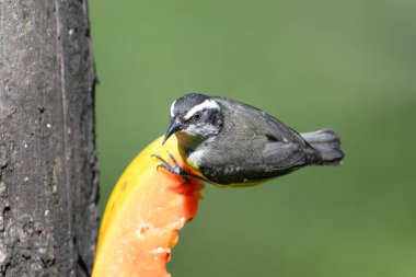 Bananaquit, Thraupidae familyasından bir kuş türü. Burada, doğa habitatında, dalın üzerinde oturuyor. Kosta Rika 'da kuş gözlemciliği. Doğadan vahşi yaşam sahnesi. 