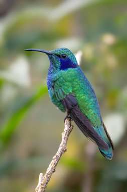 Daha az menekşe rengi Colibri siyanotus, aynı zamanda dağ menekşe kulağı olarak da bilinir, burada, doğa habitatında. Kosta Rika 'da kuş gözlemciliği. Doğadan vahşi yaşam sahnesi.