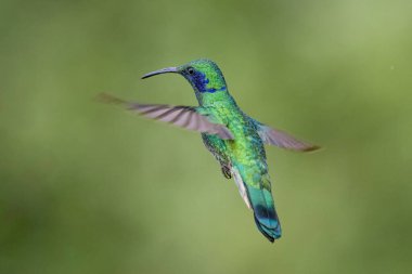 Daha az menekşe rengi Colibri siyanotus, aynı zamanda dağ menekşe kulağı olarak da bilinir, burada, doğa habitatında uçarken. Kosta Rika 'da kuş gözlemciliği. Doğadan vahşi yaşam sahnesi.
