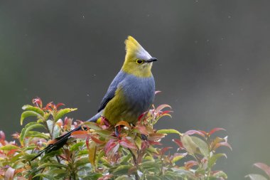 Uzun kuyruklu ipek-sinek yakalayıcısı Ptiliogonys caudatus 1.850 m yükseklikten Timberline kadar geçen bir kuştur. Doğa habitatında. Kosta Rika 'da kuş gözlemciliği. Doğadan vahşi yaşam sahnesi.