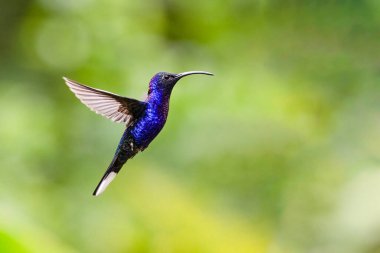 Campylopterus hemileucurus, doğa habitatında menekşe kanat, uçuyor. Kosta Rika 'da kuş gözlemciliği. Doğadan vahşi yaşam sahnesi.